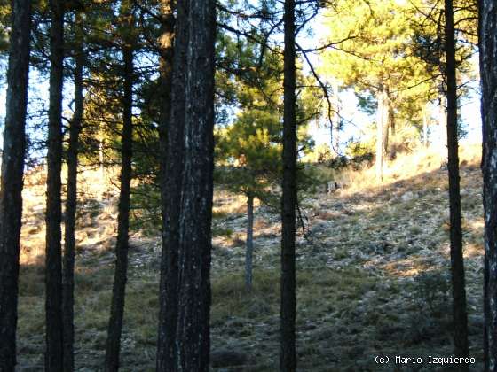 Torcas de los Palancares