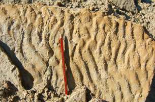 Alcorlo: Ripple marks