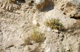 Fuencemillán: Yeso alabastrino