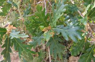 La Miñosa: depósitos volcánicos