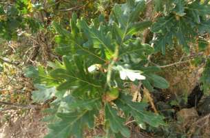 La Miñosa: depósitos volcánicos