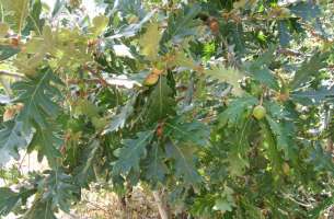 La Miñosa: depósitos volcánicos