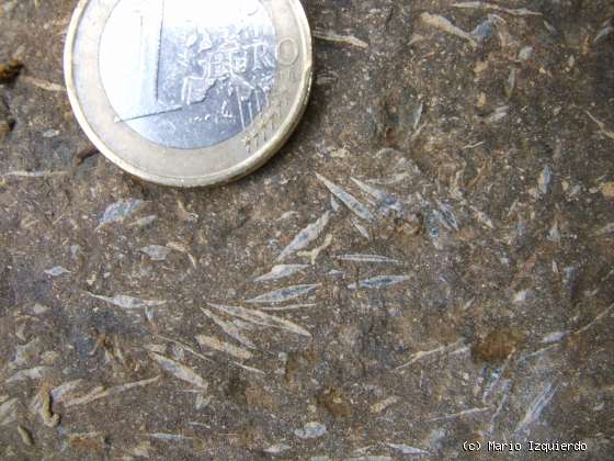 Aisa: Caliza con nummulites