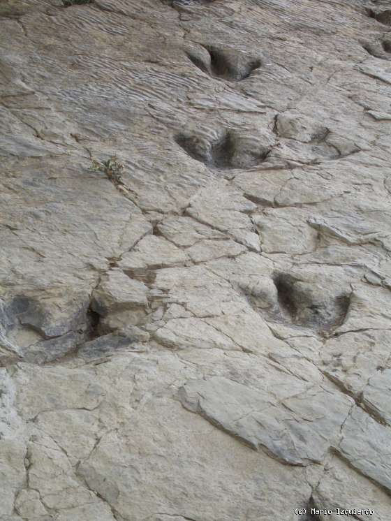 Cornago: Yacimiento de Poyales y tectónica