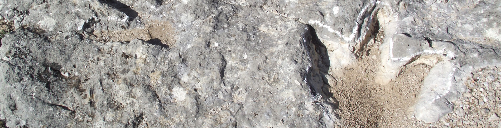 Huellas de ornitópodo