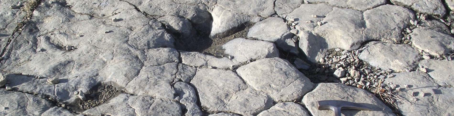 Huellas de terópodos